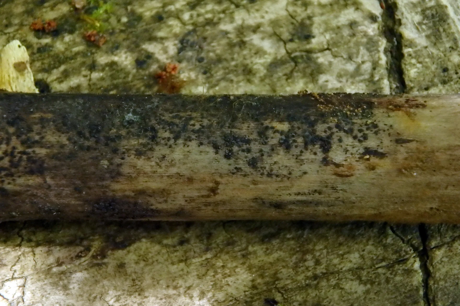 Patellariopsis atrovinosa - 1